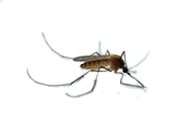 Το Culex, λέγεται και ασιατικό κουνούπι ή κοινό κουνούπι